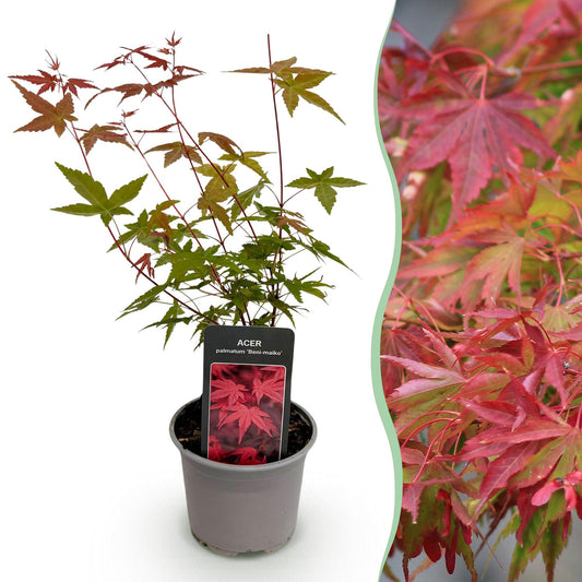 GreenboutiQ - Gartenpflanze - Acer palmatum Beni-maiko - Rot - 1 Pflanze - Laubabwerfend - Wenig Pflege - Topf 12cm Höhe 35cm