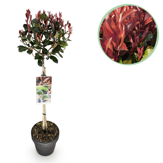 GreenboutiQ - Stamm Pflanze - Photinia fraseri Little Red Robin - Terrassenpflanze - Immergrün - Winterhart - Grün-Rotes Blatt - Topf 19cm Höhe 90cm