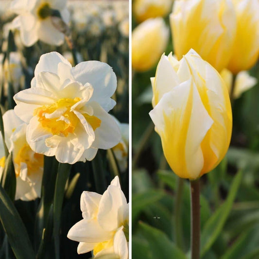 Flowerbulbs Amsterdam - Jacques Darlings - 25 Blumenzwiebeln - Gr��e 12+