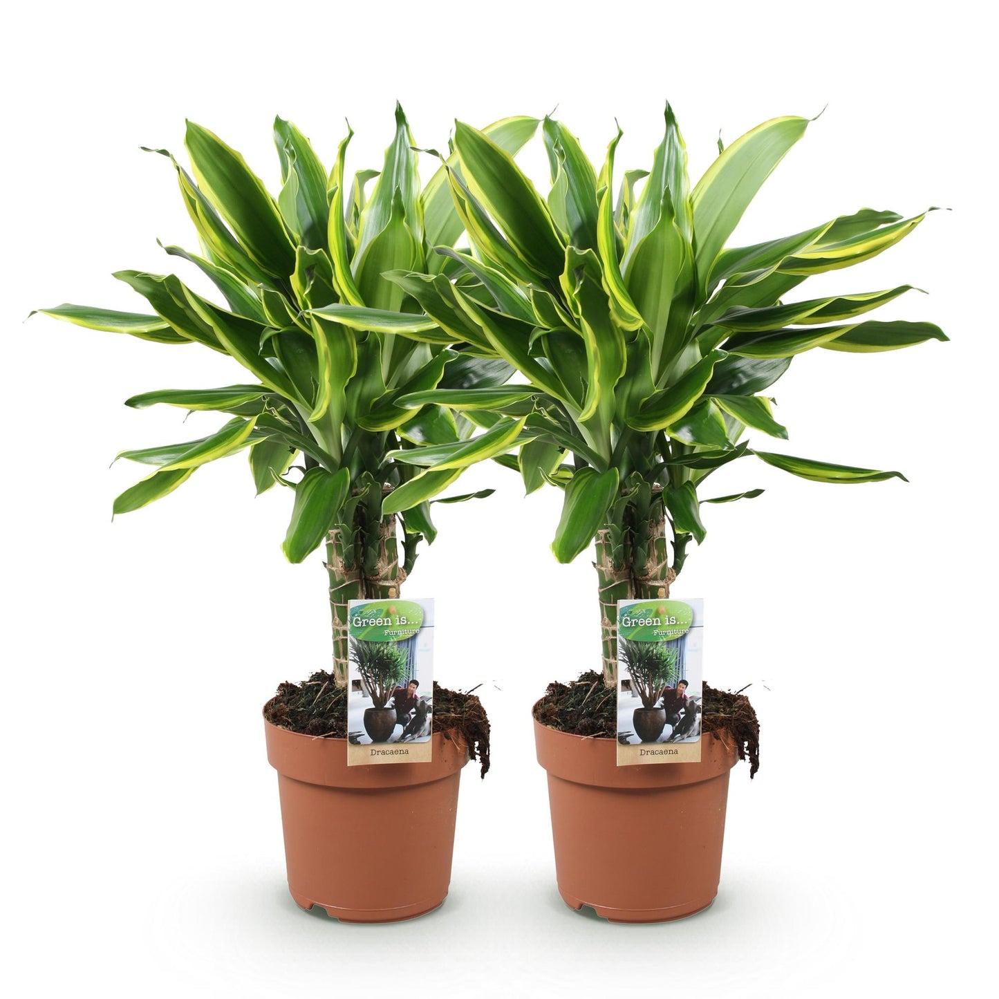 Green boutiQ - Zimmerpflanzen - Dracaena fragrans Golden Coast - Drachenblutbaum - Geringer Pflegeaufwand - Bunt - 2 Pflanzen - Topf 17cm - Höhe 50-55cm
