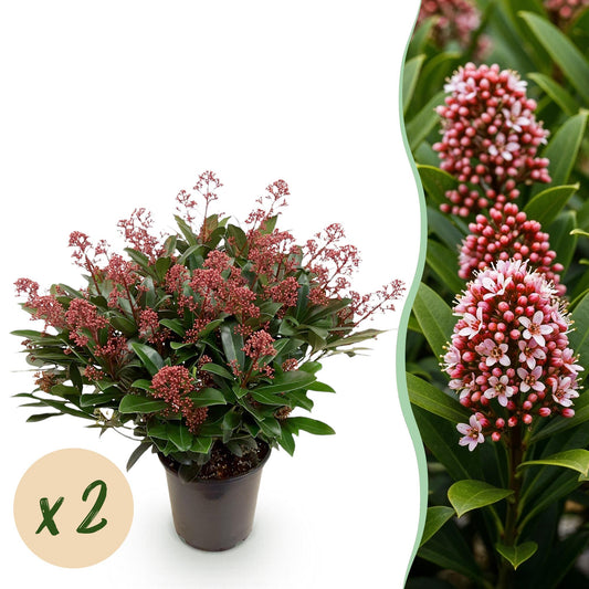 GreenboutiQ - Terrassenpflanze - Skimmia japonica Rubella - Blüte Rot - 40+ Blüten - 2 Pflanzen - Winterhart - Topf 19cm Höhe 60cm
