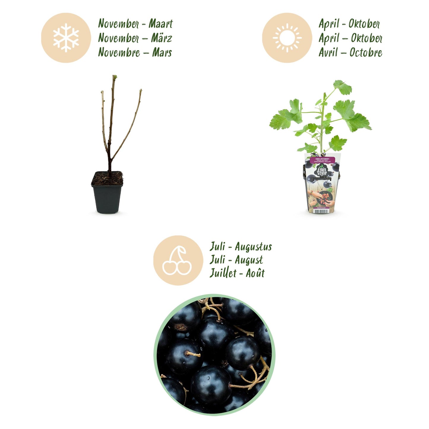 GreenboutiQ - Obstpflanzen - Jostabes - Ribes Jostabes - Winterhart - 6 Pflanzen - Topf 9 cm - Schwarze Johannisbeere