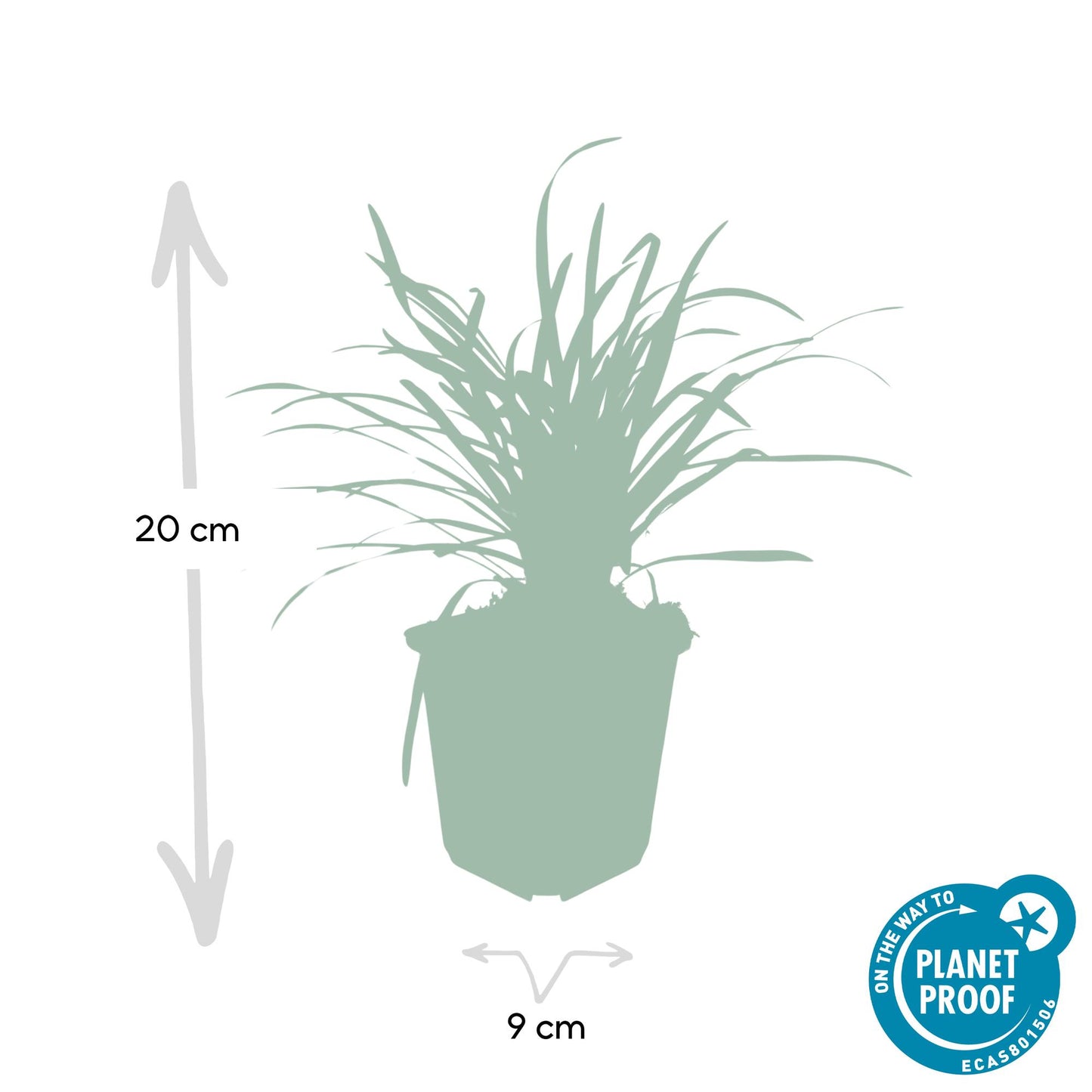 6x Liriope muscari 'Big Blue' - ↕10-25cm - Ø9cm