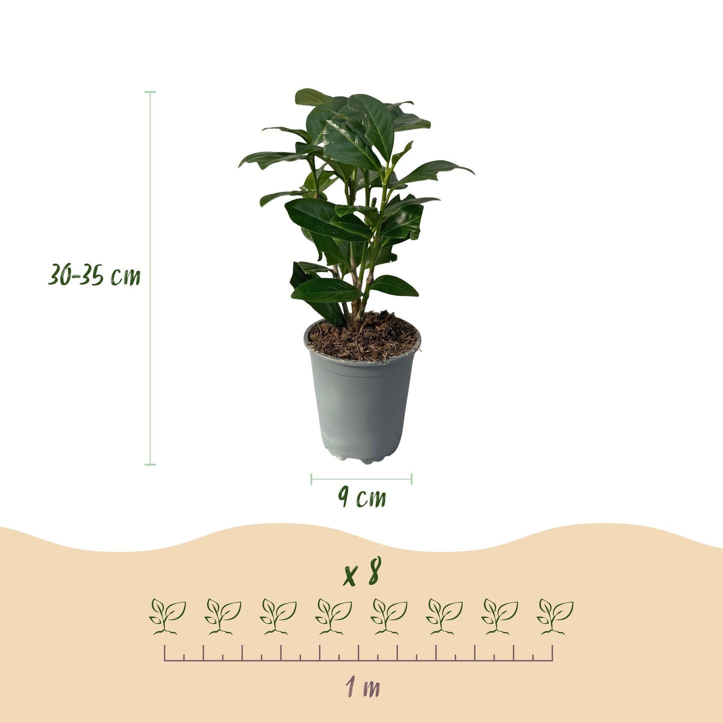 GreenboutiQ - Heckenpflanzen - Prunus laurocerasus Novita - Blatt grün - 8 Pflanzen - 1 laufender Meter - immergrün - Topf 9cm Höhe 30-35cm