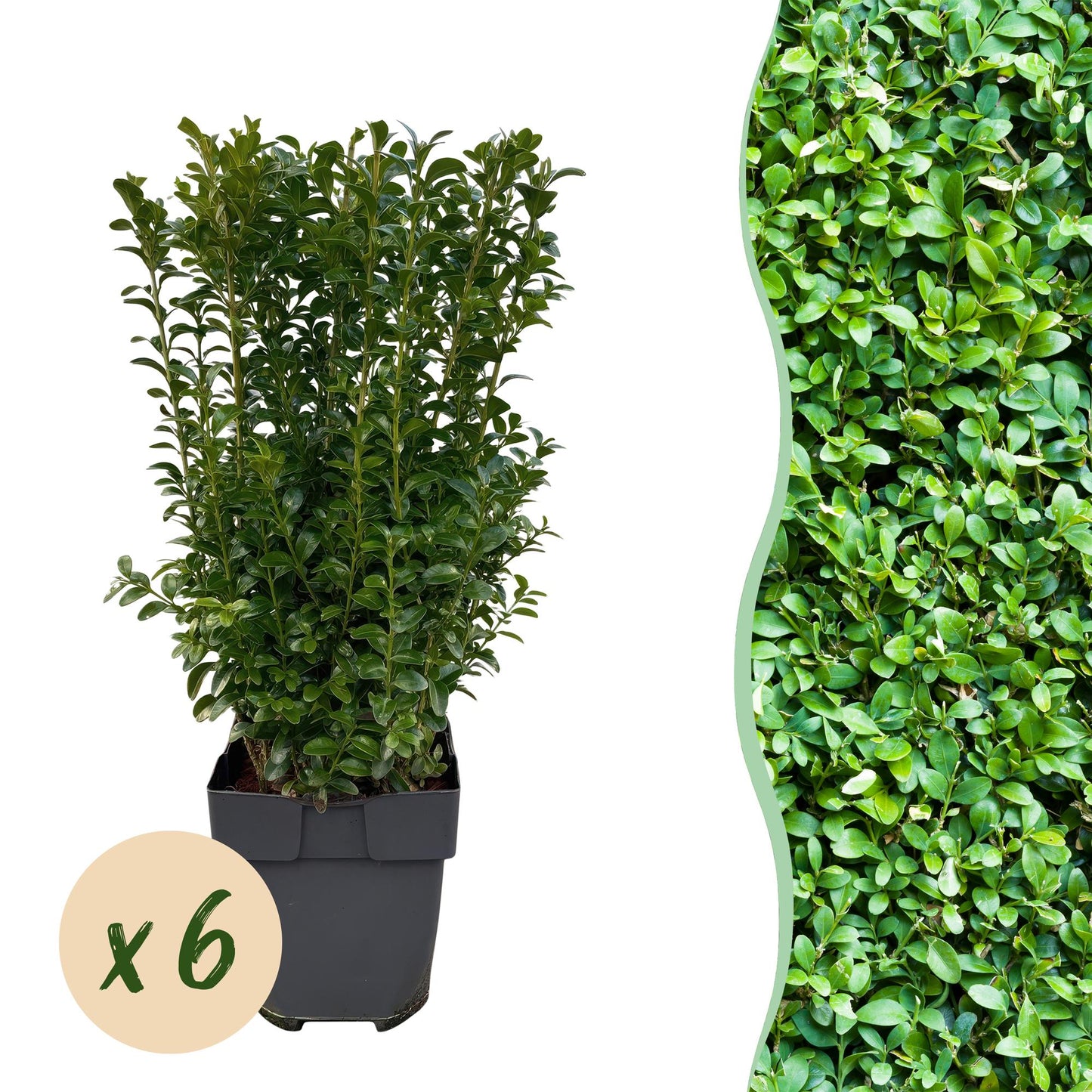 GreenboutiQ - Heckenpflanzen - Buxus sempervirens - Blatt grün - 6 Pflanzen - 1 laufender Meter - immergrün - Topf 17cm Höhe 45cm