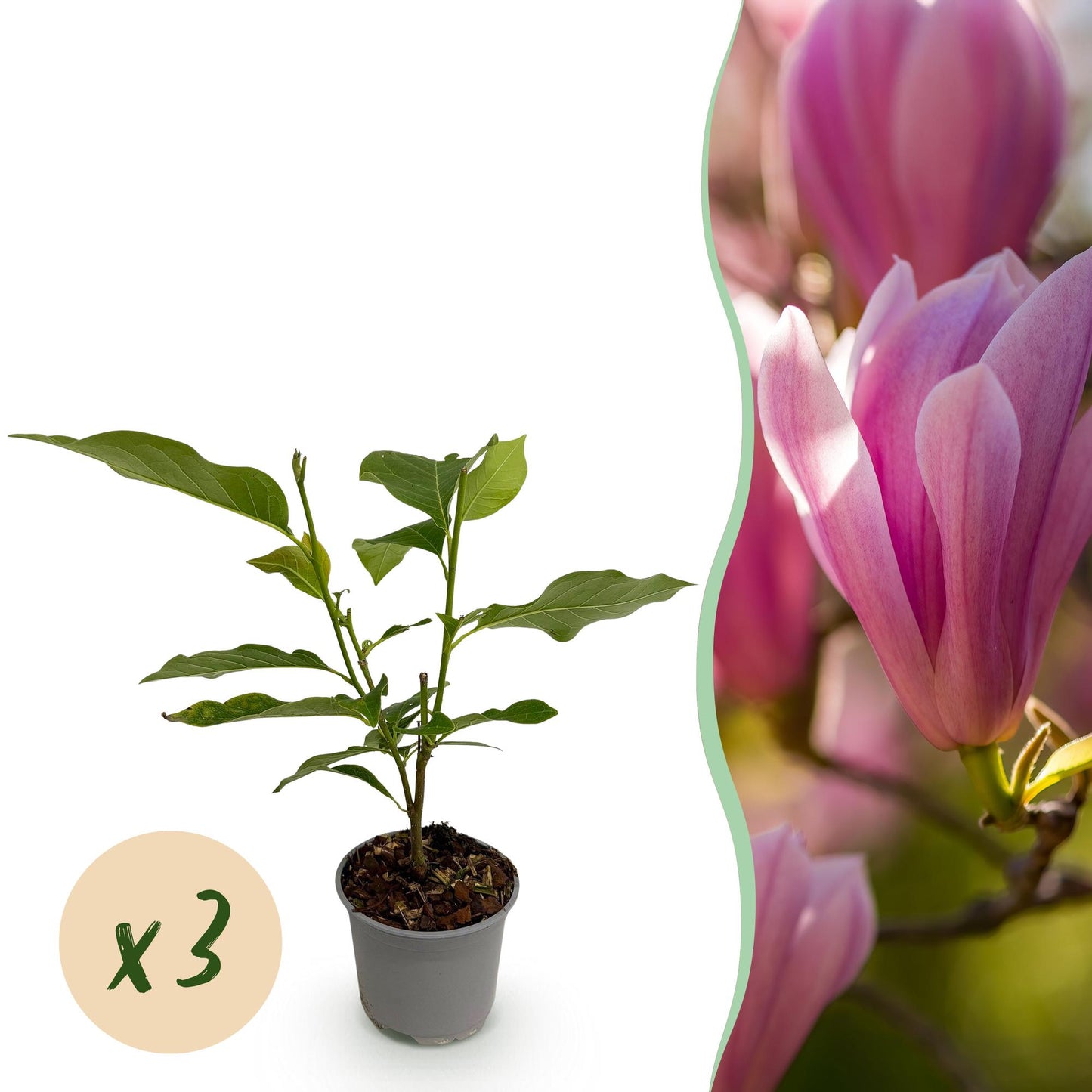 GreenboutiQ - Gartenpflanze - Magnolia Heaven Scent - Blüte Rosa - 3 Pflanzen - Laubabwerfend - Wenig Pflege - Topf 12cm Höhe 30cm