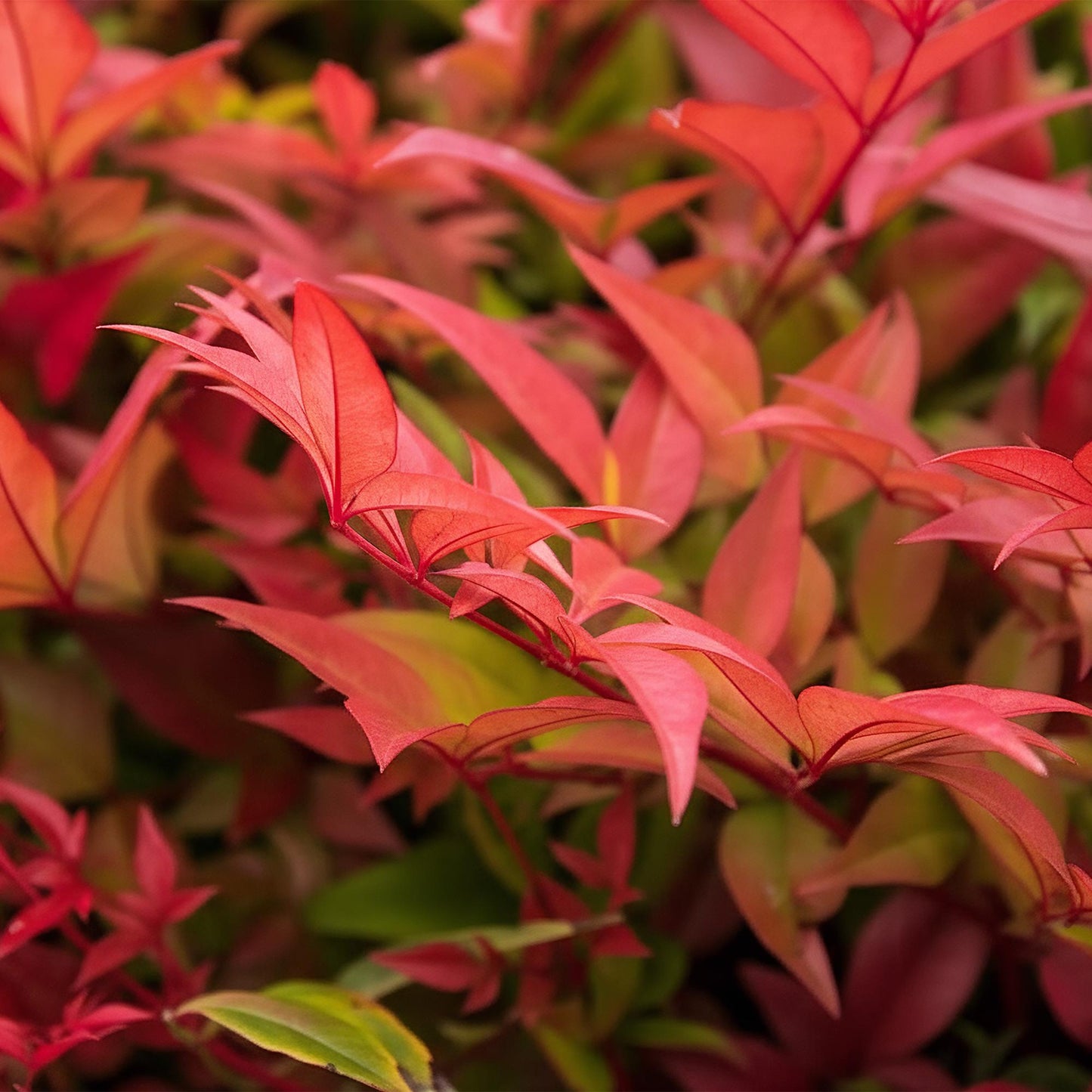 GreenboutiQ - Gartenpflanze - Nandina Gulfstream - Orange - 2 Pflanzen - Immergrün - Pflegeleicht - Topf 17cm Höhe 45cm
