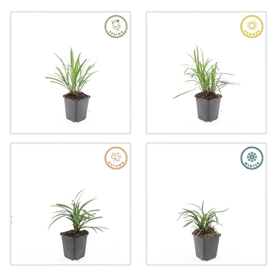 60x Liriope muscari 'Moneymaker' - ↕10-25cm - Ø9cm
