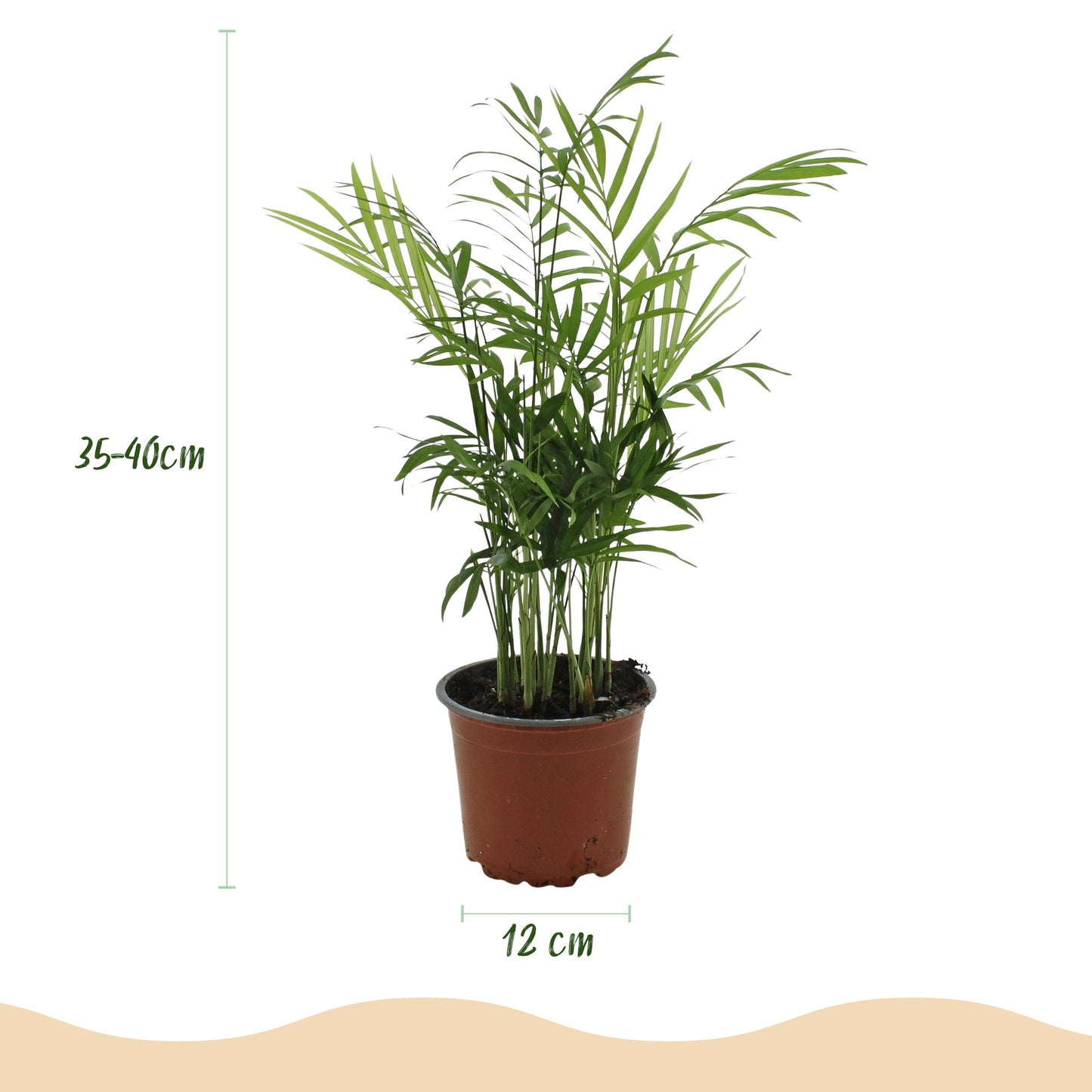 Green boutiQ - Zimmerpflanze - Chamaedorea elegans - Goldpalme - Haustierfreundlich - Grün - 4 Pflanzen - Topf 12cm - Höhe 35-40cm