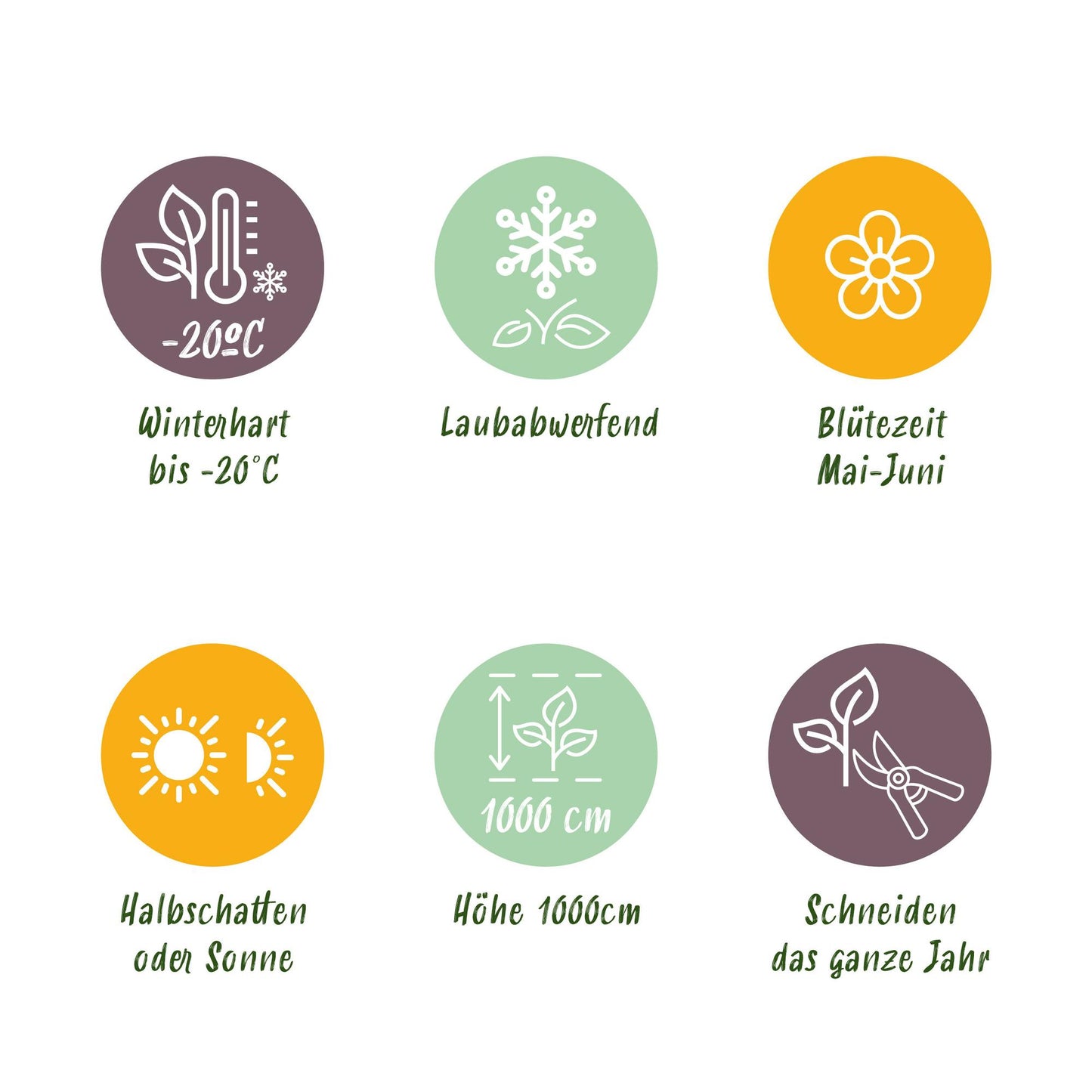 GreenboutiQ - Wilde Wein - Parthenocissus Engelmannii - Blatt Grün später Rot - Wenig Pflege - 2 Pflanzen - Topf 11cm Höhe 40cm