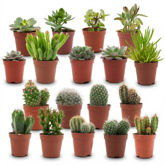 Mini Kakteen & Sukkulenten Mix - 18 Stück - Ø 5,5 cm - Höhe: 5-10 cm