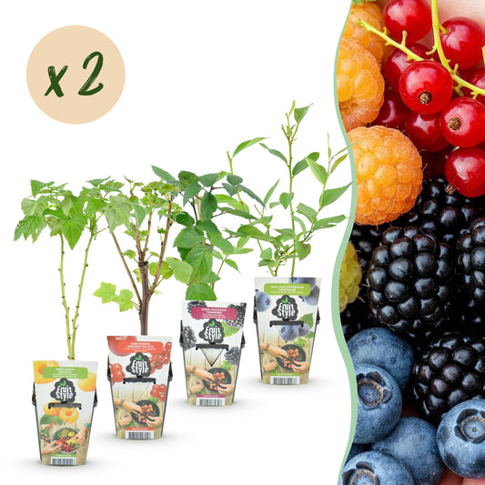 GreenboutiQ - Obstpflanzen - Regenbogen - Rote Johannisbeere - Gelbe Himbeere - Schwarze Brombeere - Blaue Beere - Winterhart - 8 Pflanzen - Topf 9cm