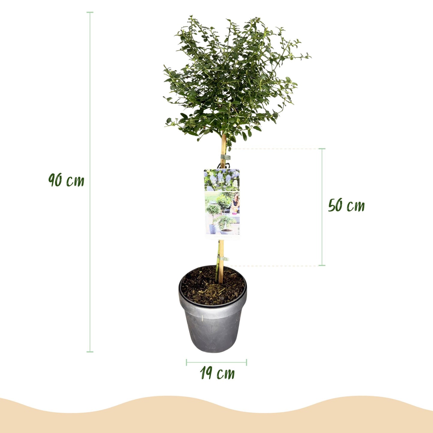 GreenboutiQ - Stamm-Pflanze - Ceanothus thyrsiflorus Repens - Terrassenpflanze - Immergrün - Winterhart - Lila Blüte - Topf 19cm Höhe 90cm