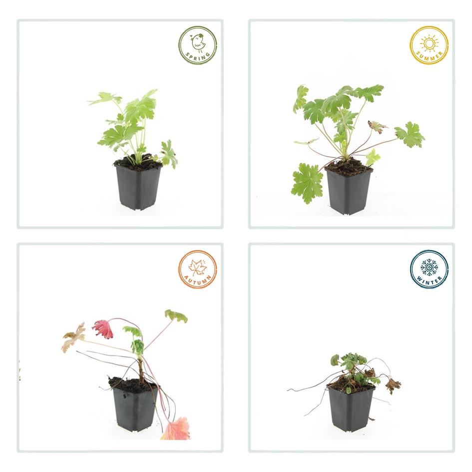 6x Geranium macr. 'Ingwersen's Var.' - ↕10-25cm - Ø9cm