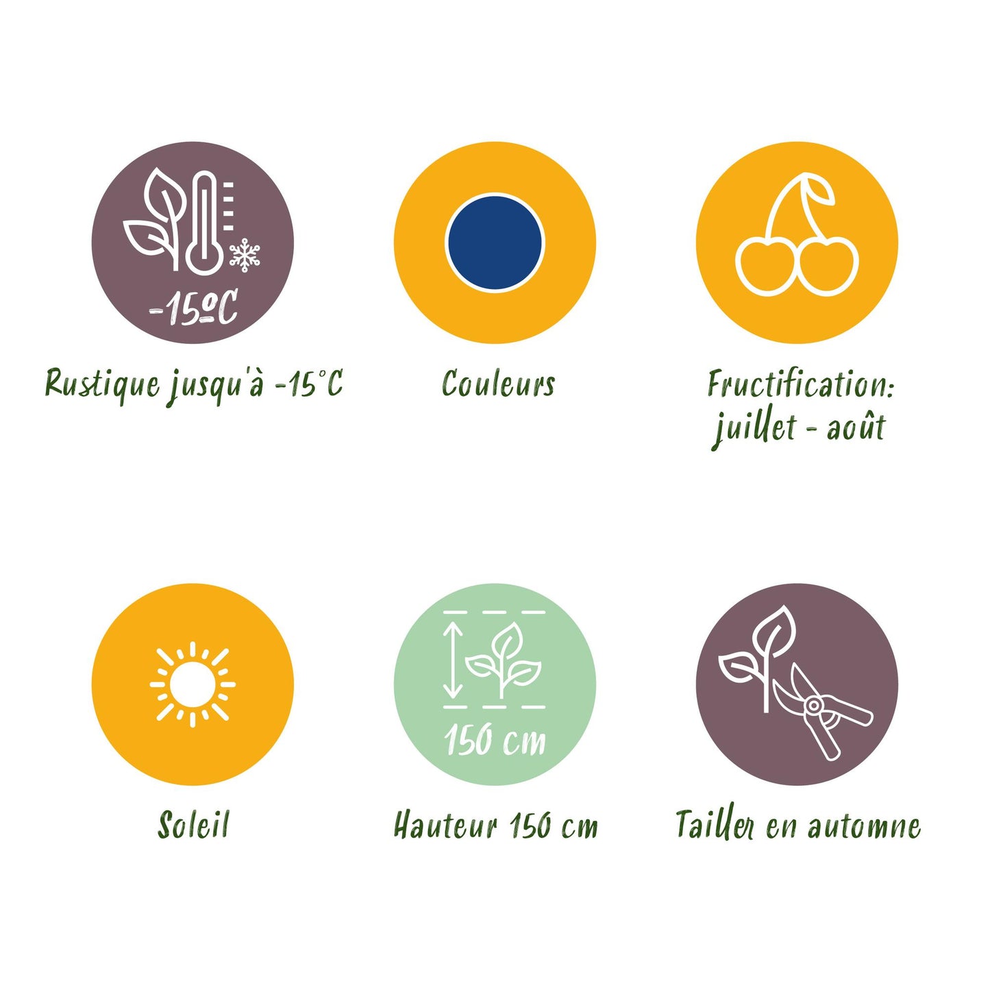 GreenboutiQ - Obstpflanzen - Blaubeere - Vaccinium corymbossum Bluegold - Winterhart - 3 Pflanzen - Topf 9 cm - Blaubeere