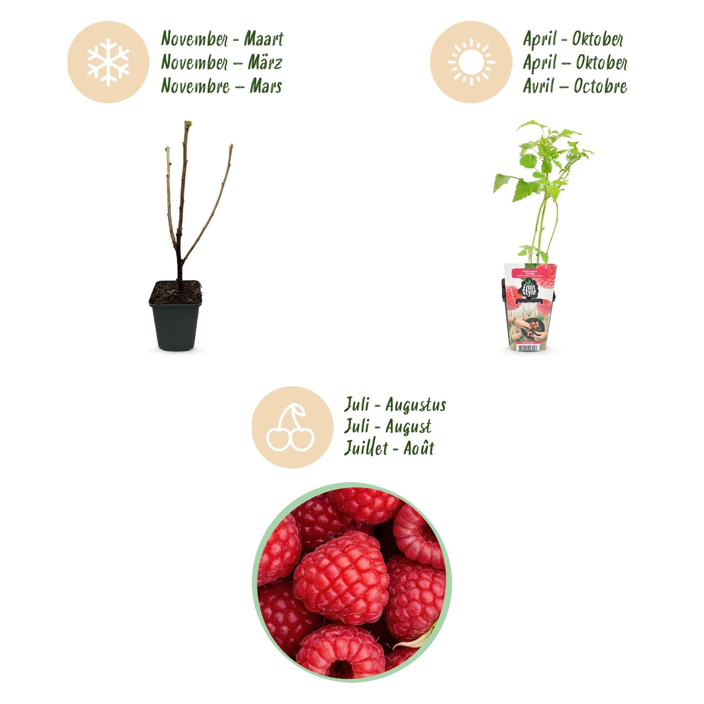 GreenboutiQ - Obstpflanzen - Himbeere - Rubus idaeus Ottawa - Winterhart - 6 Pflanzen - Topf 9 cm - Rote Himbeere