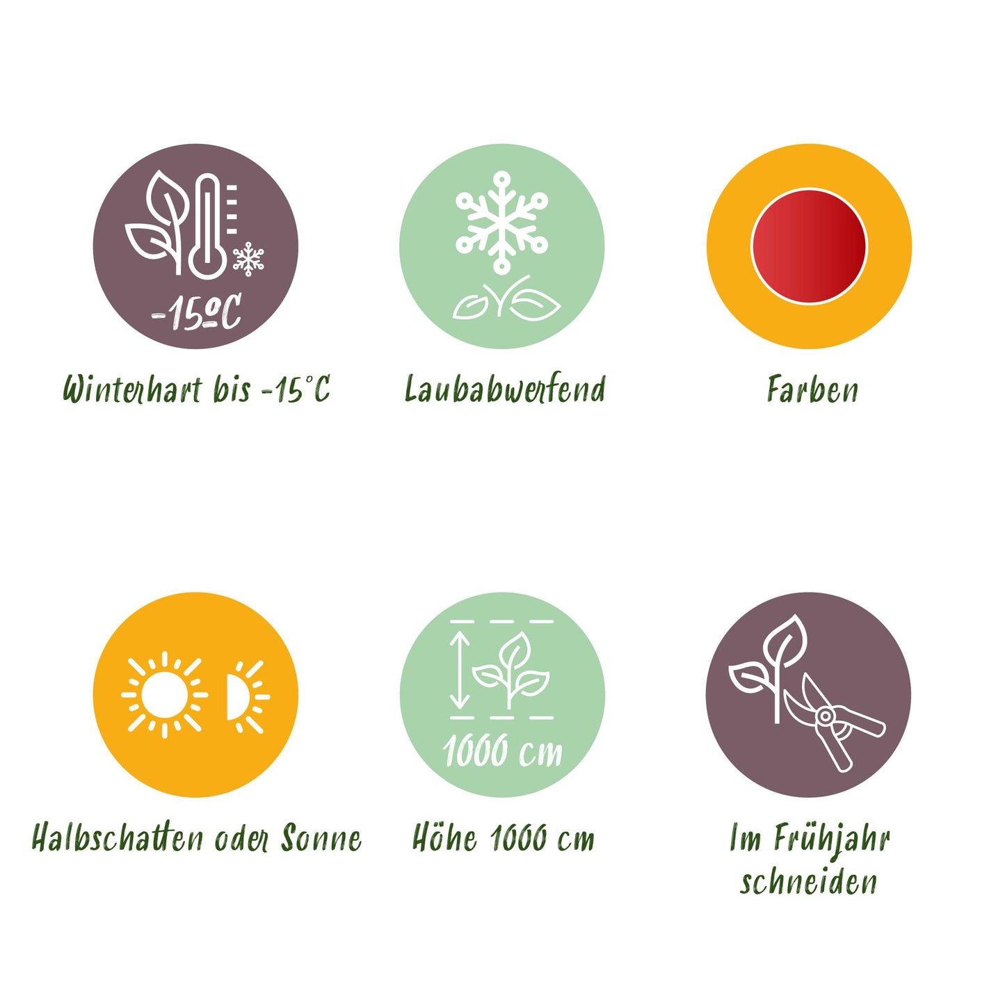 GreenboutiQ - Gartenpflanze - Cercidiphyllum japonicum - Grün 1 Pflanze - Laubabwerfend - Wenig Pflege - Topf 12cm Höhe 35cm