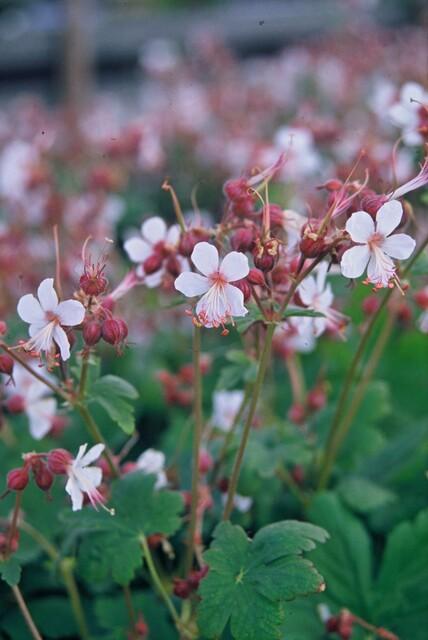 40x Geranium macr. 'Spessart' - ↕10-25cm - Ø9cm