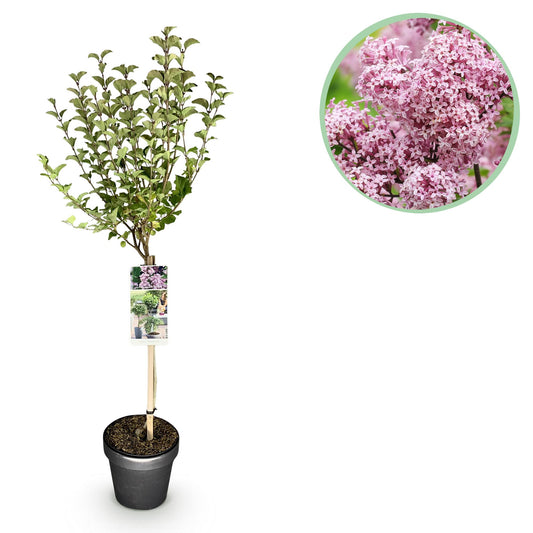 GreenboutiQ - Stamm-Pflanze - Syringa meyeri Palibin - Terrassenpflanze - Laubabwerfend - Winterhart - Lila Blüte - Topf 19cm Höhe 90cm