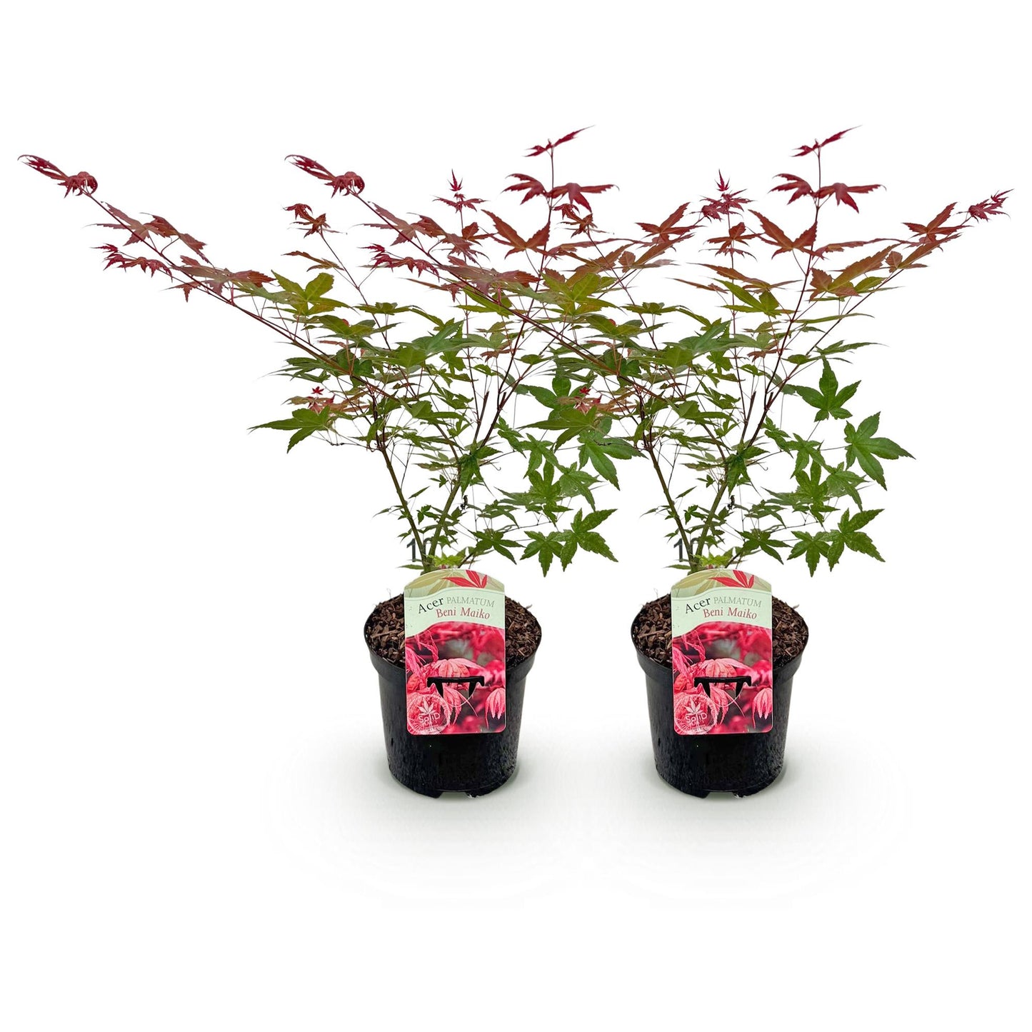GreenboutiQ - Balkonpflanze - Japanischer Ahorn - Acer palmatum Beni Maiko - Rot - 2 Pflanzen - Laubabwerfend - Topf 19cm Höhe 70cm