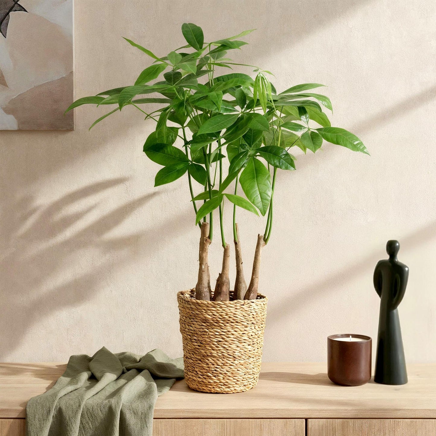 Green boutiQ - Zimmerpflanzen - Pachira Aquatica Mehrstamm - Geldbaum - Wenig Pflege - mit Korb - Grün - 2 Pflanzen - Topf 17cm - Höhe 50-55cm