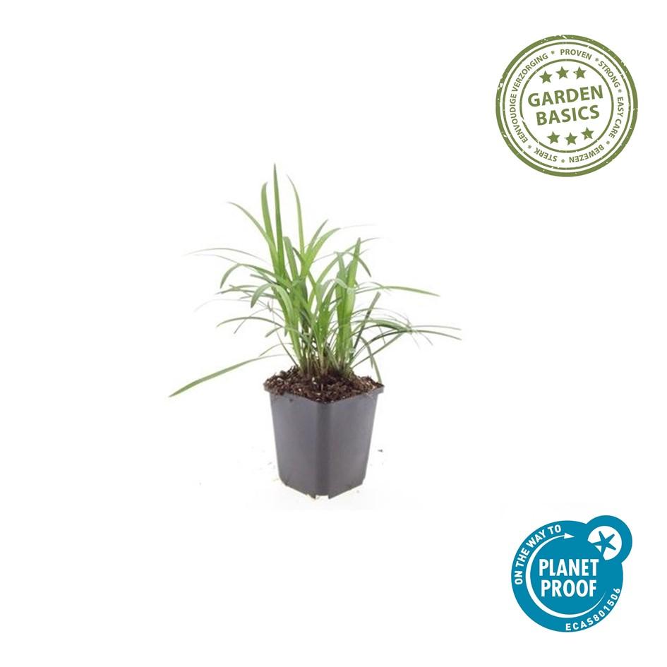 40x Liriope muscari 'Moneymaker' - ↕10-25cm - Ø9cm