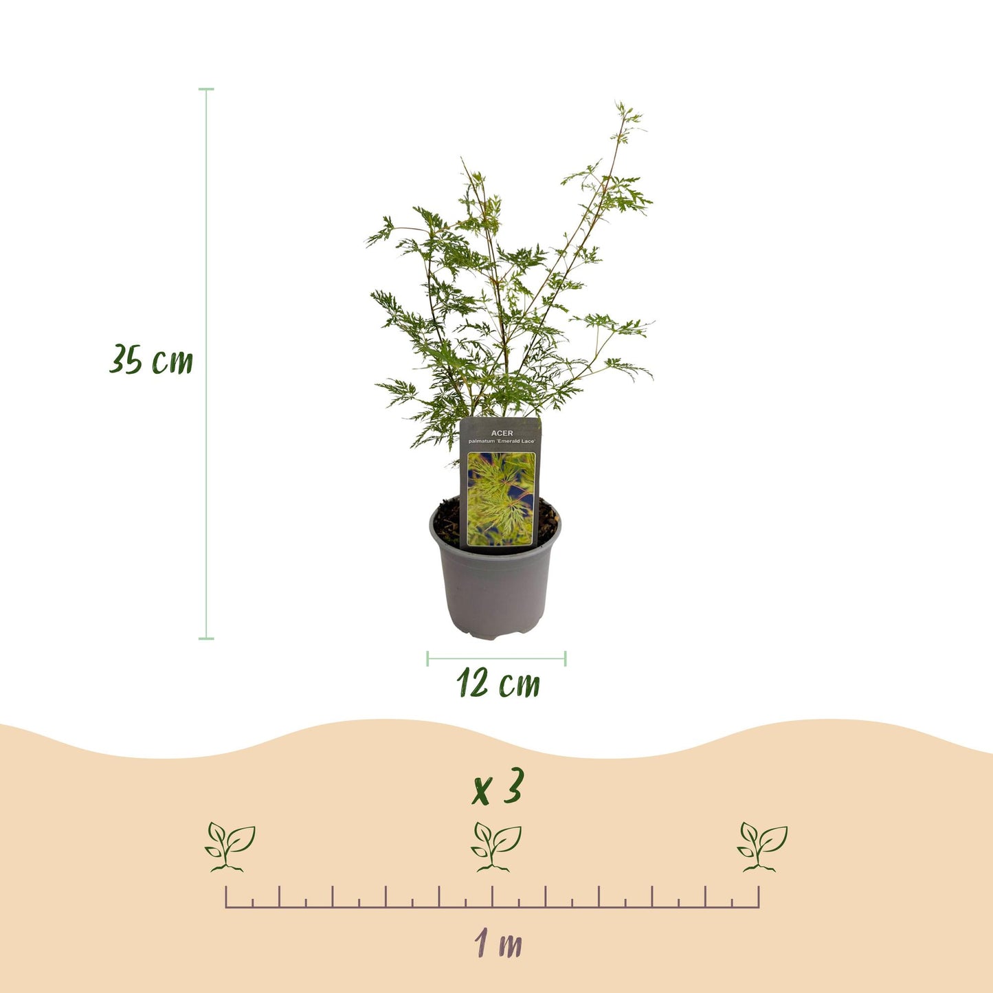 GreenboutiQ - Gartenpflanze - Acer palmatum Emerald Lace - Grün - 1 Pflanze - Laubabwerfend - Pflegeleicht - Topf 12cm Höhe 35cm