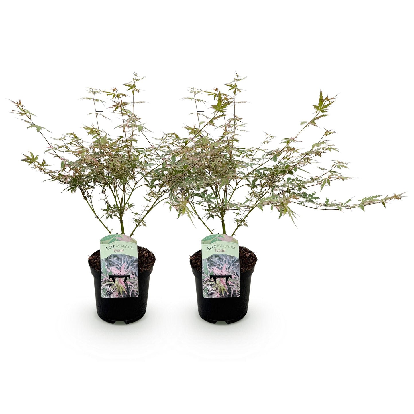 GreenboutiQ - Balkonpflanze - Japanischer Ahorn - Acer palmatum Iyoshi - Rosa - 2 Pflanzen - Laubabwerfend - Topf 19cm Höhe 70cm