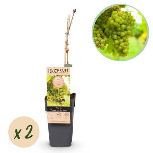 GreenboutiQ - Obstpflanze - Weiße Traube - Vitis vinifera Frühzeit von der Laan - 2 Pflanzen - Topf 15cm Höhe 50cm