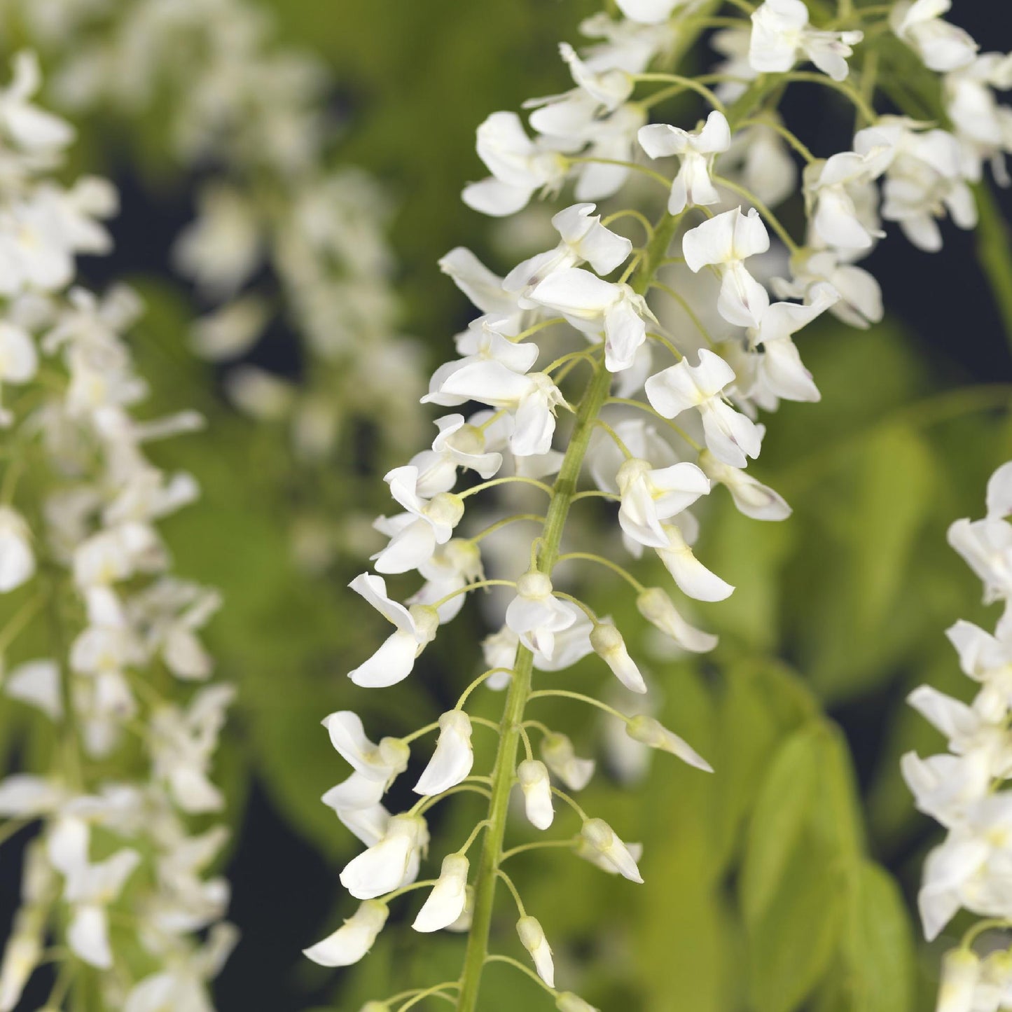 GreenboutiQ - Blauregen - Wisteria floribunda Alba - Blüte Weiß - 1 Pflanze - Topf 11cm Höhe 40cm
