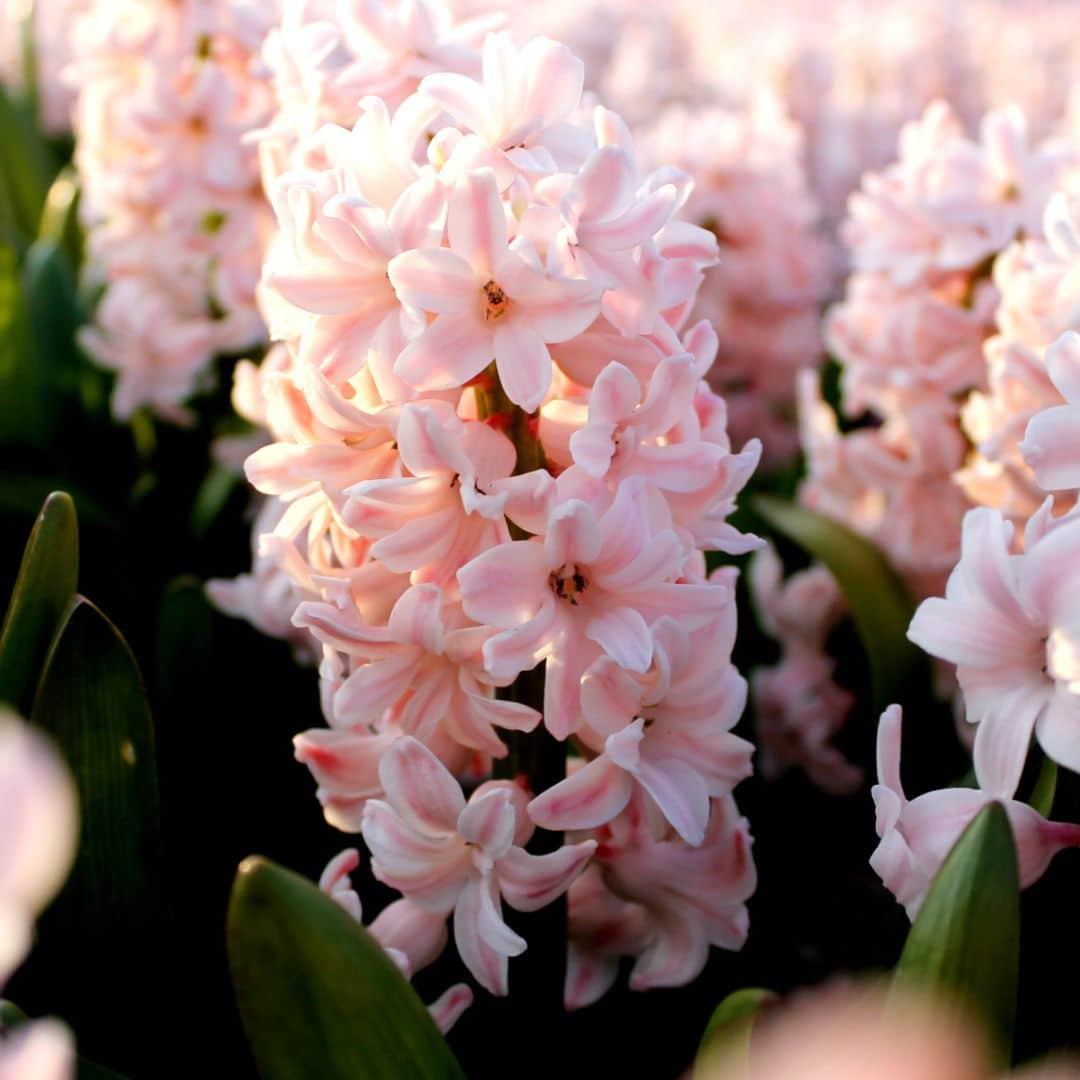 Flowerbulbs Amsterdam - China Pink - 10 Blumenzwiebeln - Gr��e 14/15