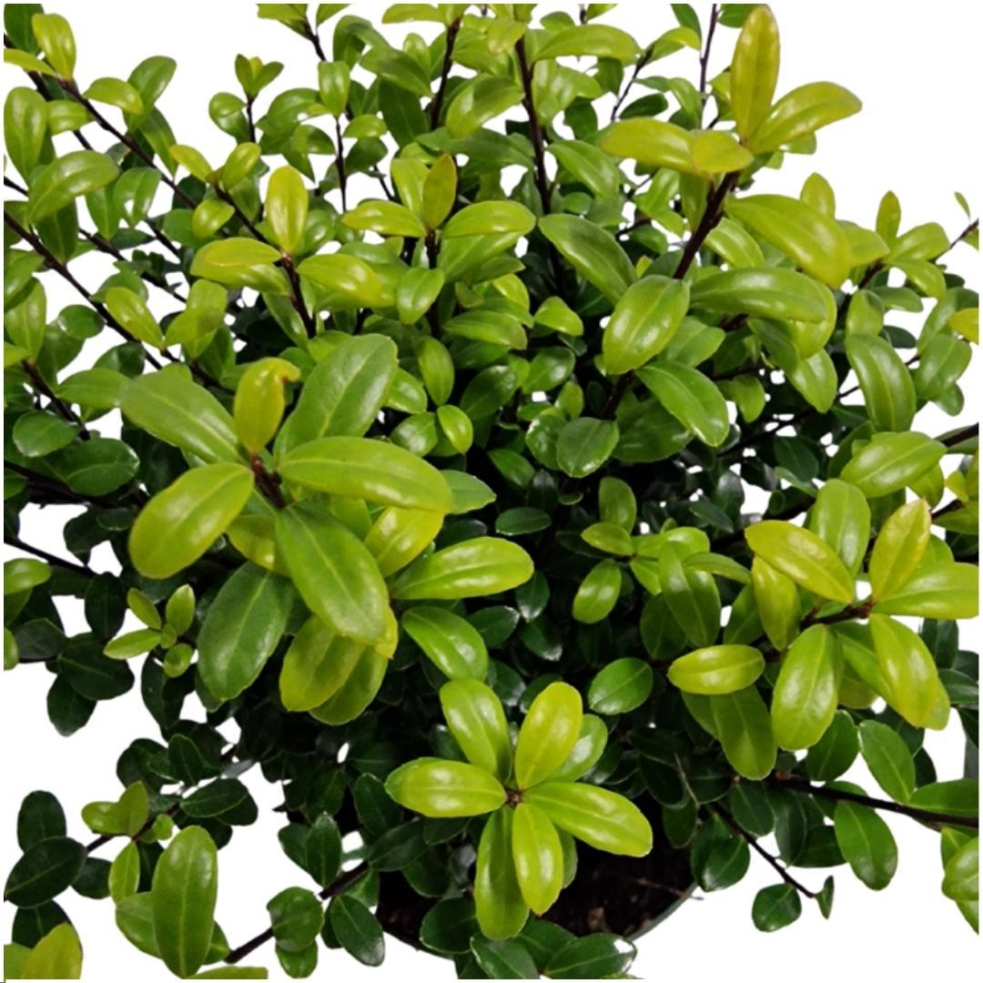 Plants by Frank - 1 Meter Stechpalmen Hecke - Ilex crenata 'Jenny'® - Pflanzenset mit 6 winterharten Heckenpflanzen - ImmergrÃ¼ne Hecke - Direkt von der Gärtnerei geliefert