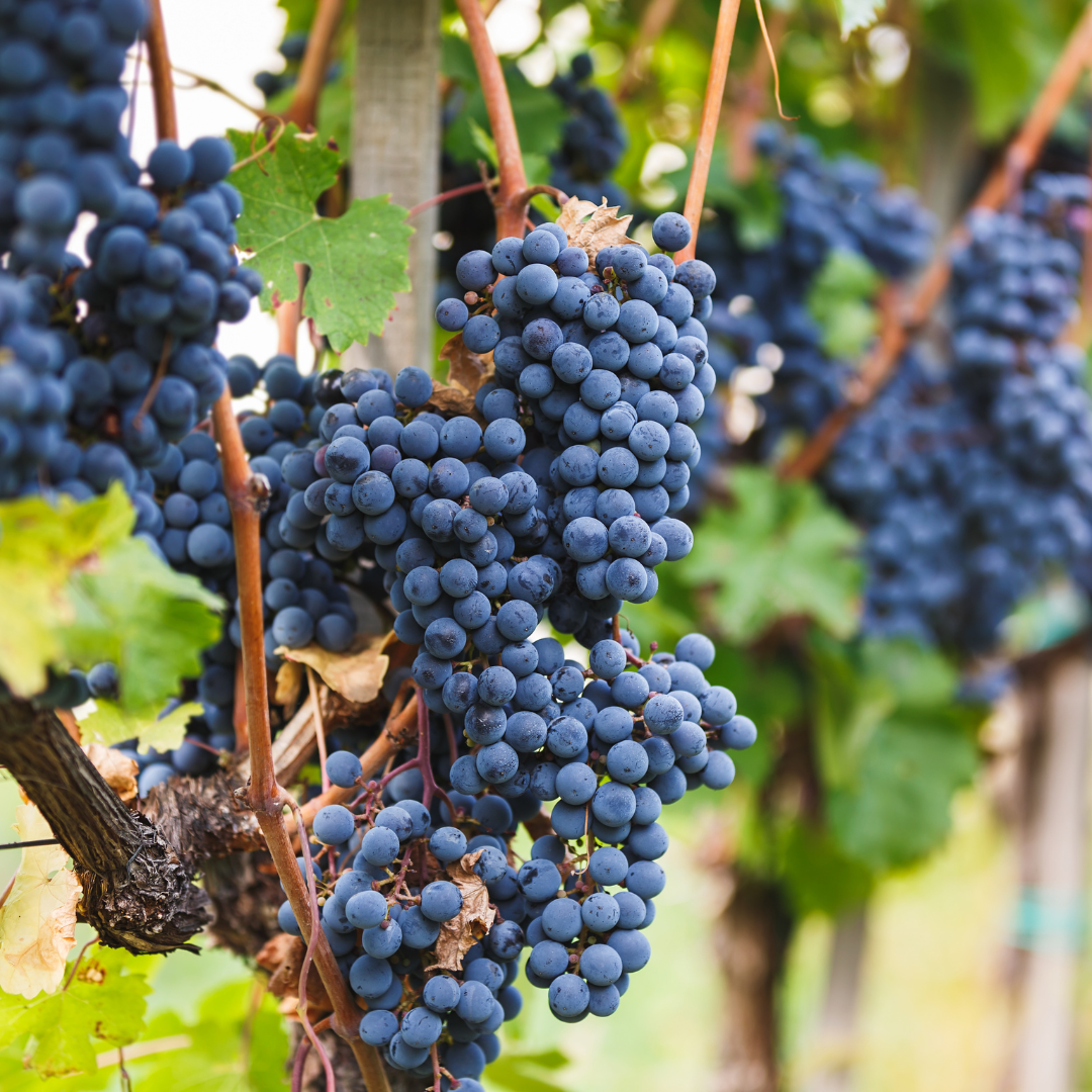 3 x Bio Weintrauben-Pflanzen - Ø 13 cm - ↨ 20 cm