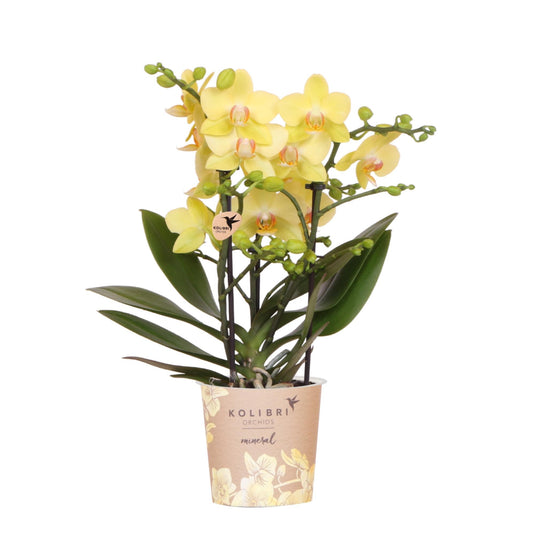 Kolibri Orchids | Gelbe Phalaenopsis Orchidee - Albenga - Topfgröße Ø9cm | Blühende Zimmerpflanze - Frisch vom Züchter