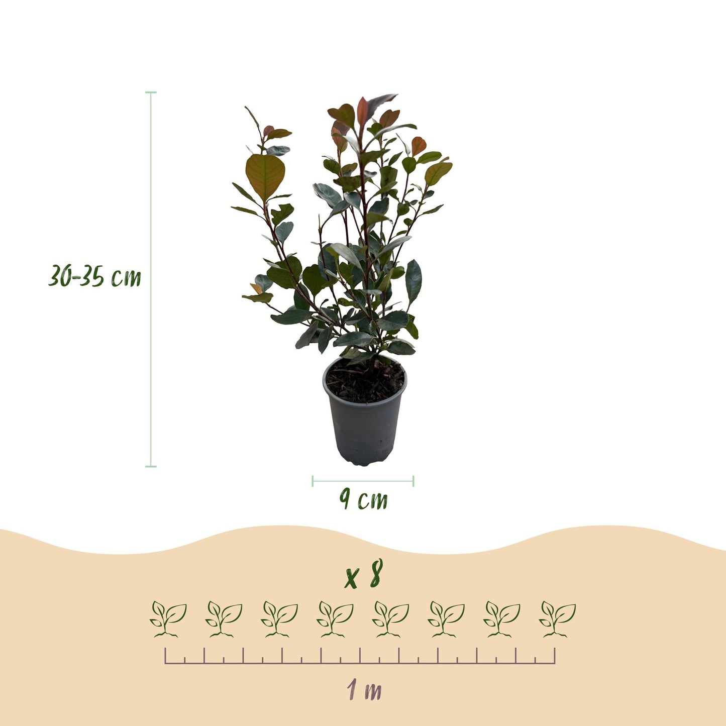 GreenboutiQ - Heckenpflanzen - Photinia Little Red Robin - Blatt Rot - 8 Pflanzen - 1 Laufmeter - Immergrün - Topf 9cm Höhe 30-35cm