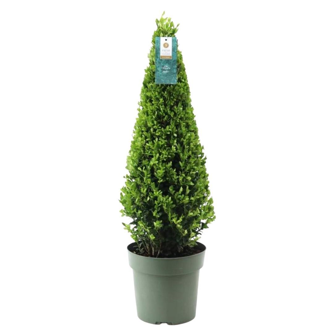 1x Ilex pyramide 55 cm hoog |  Ø  21 cm