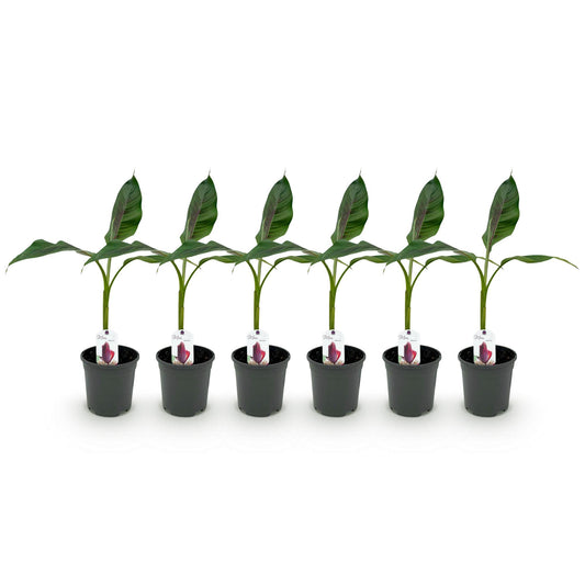 GreenboutiQ - Obstpflanze - Bananenpflanze - Musa sikkemensis Red Tiger - Winterhart - 6 Pflanzen - Topf 17cm Höhe 40cm