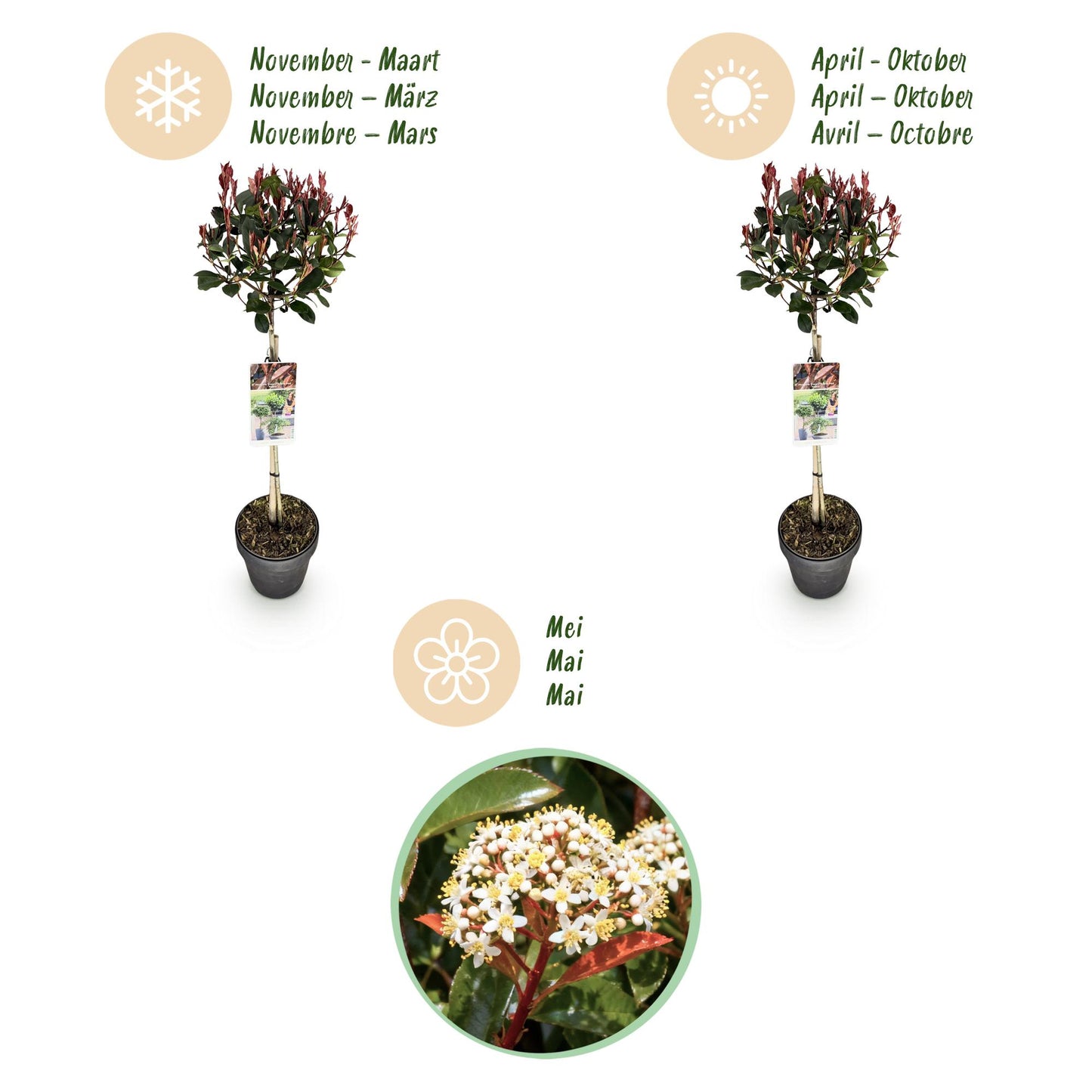 GreenboutiQ - Stamm Pflanze - Photinia fraseri Little Red Robin - Terrassenpflanze - Immergrün - Winterhart - Grün-Rotes Blatt - Topf 19cm Höhe 90cm