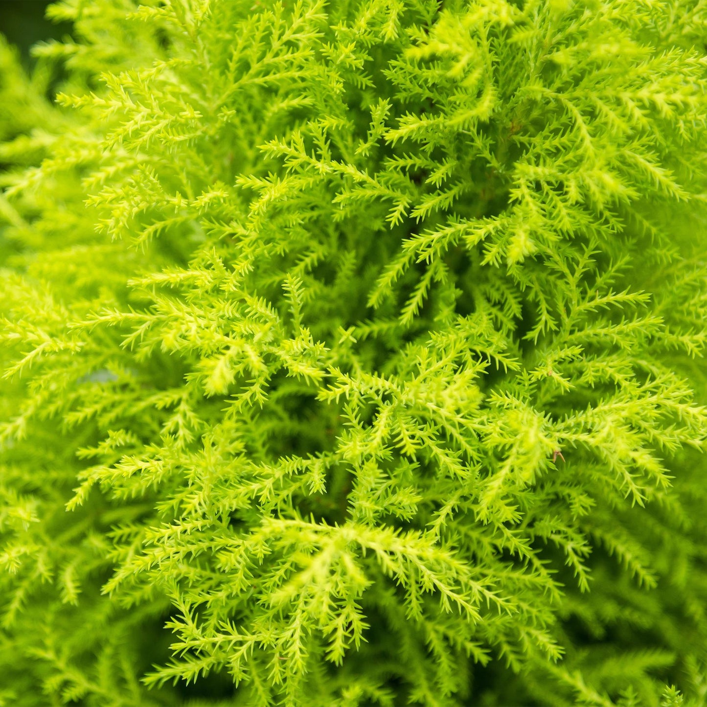 Green boutiQ - Zimmerpflanzen - Cupressus Gold Crest Wilma - Zimmerkonifere - Wenig Pflege - mit Korb - Grün - 1 Pflanze - Topf 21cm - Höhe 85-95cm