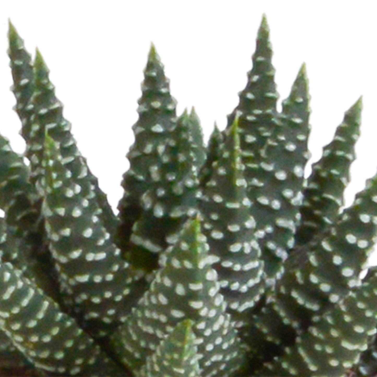 Gasteria/Haworthia-Mischung 5,5cm - zonder pot - 5x