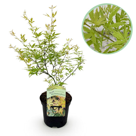 GreenboutiQ - Balkonpflanze - Japanischer Ahorn - Acer palmatum Methamorphosa - Grün - 1 Pflanze - Laubabwerfend - Topf 19cm Höhe 70cm