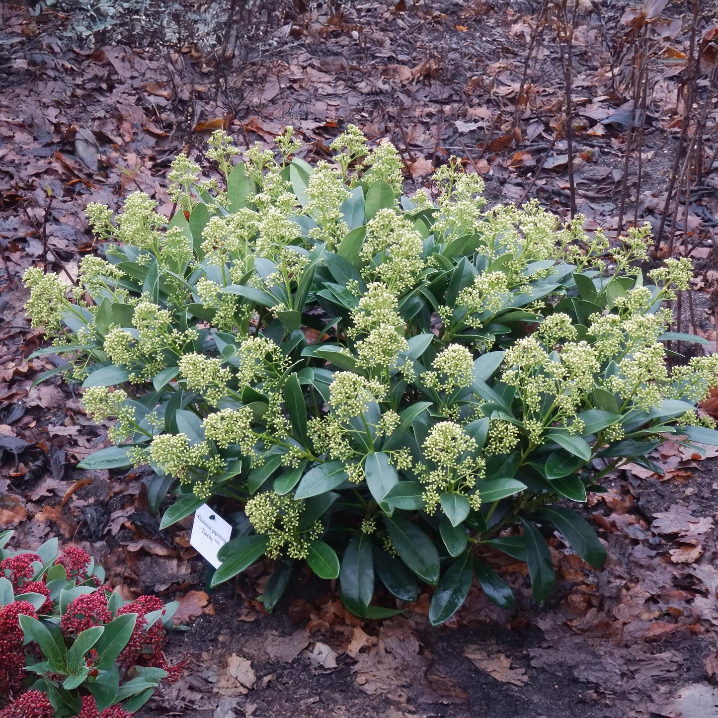GreenboutiQ - Terrassenpflanze - Skimmia japonica Finchy - Blüte Weiß - 15+ Blüten - 2 Pflanzen - Winterhart - Topf 15cm Höhe 30cm