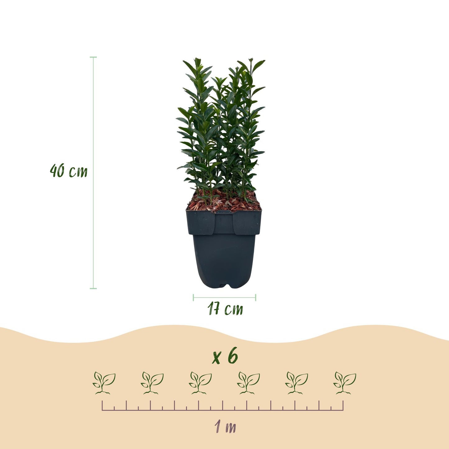 GreenboutiQ - Heckenpflanzen - Euonymus japonica Green Spire - Blatt grün - 6 Pflanzen - 1 laufender Meter - immergrün - Topf 17cm Höhe 40cm