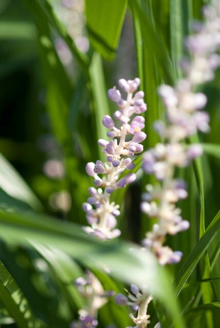 60x Liriope muscari 'Moneymaker' - ↕10-25cm - Ø9cm