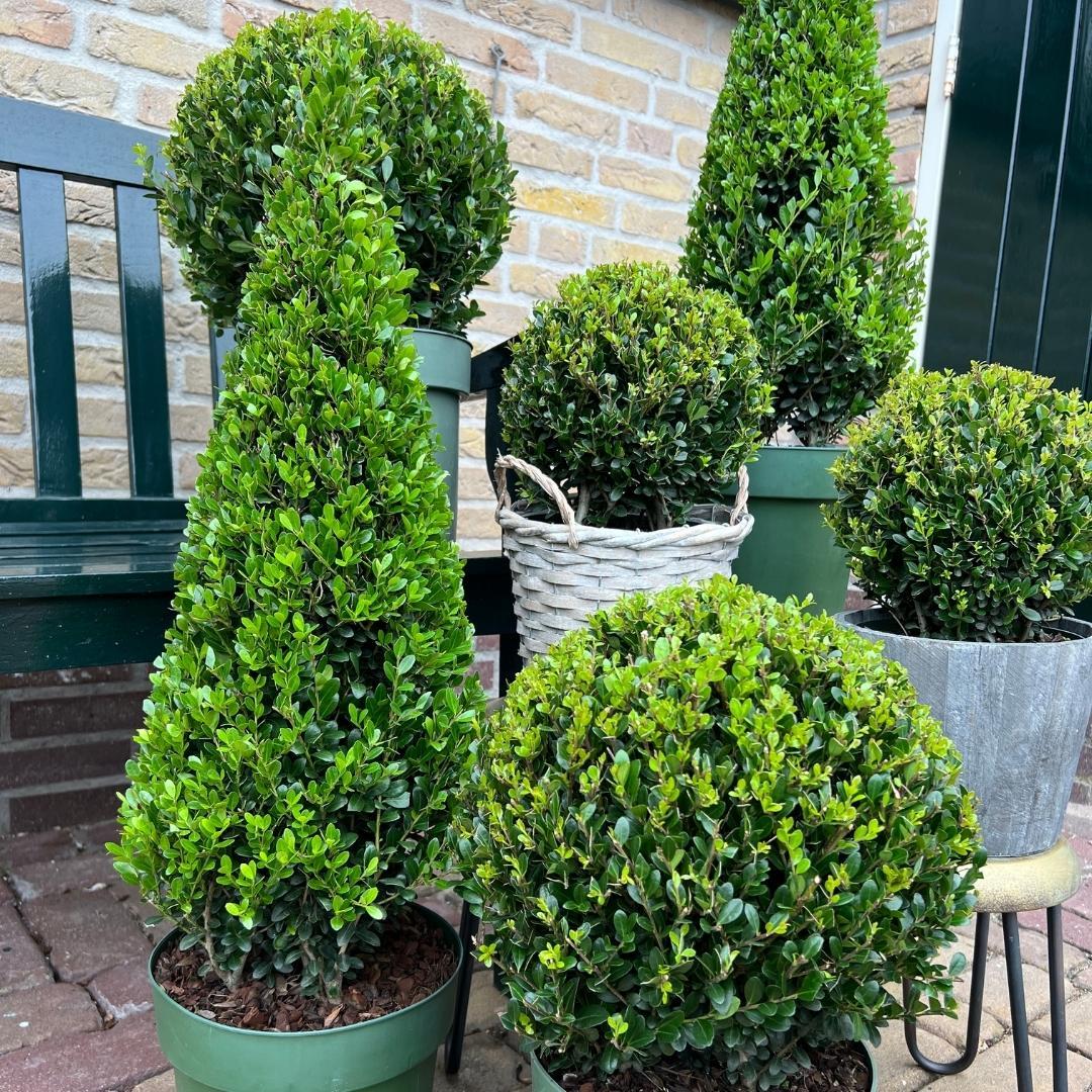 1x Ilex pyramide 55 cm hoog |  Ø  21 cm