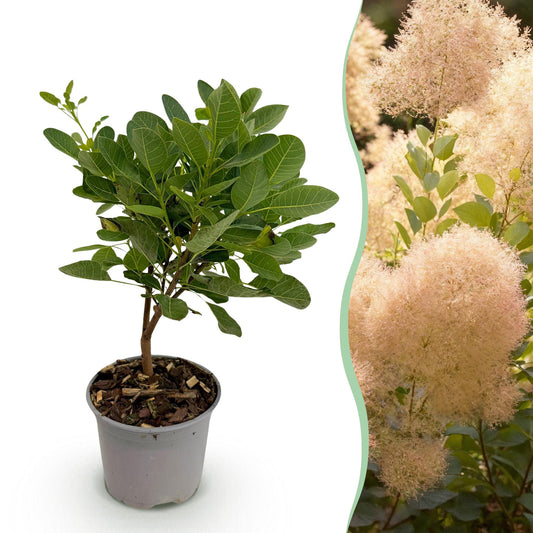GreenboutiQ - Gartenpflanze - Cotinus coggyria Young Lady - Grün 1 Pflanze - Laubabwerfend - Wenig Pflege - Topf 12cm Höhe 35cm