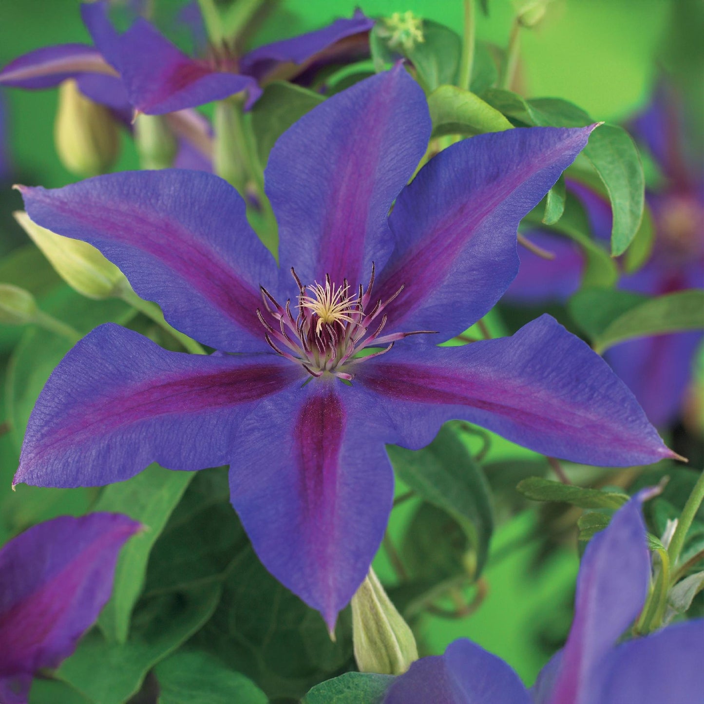 GreenboutiQ - Kletterpflanze - Clematis Mrs. N. Thompson - Blüte Rosa - Wenig Pflege - 2 Pflanzen - Topf 11cm Höhe 40cm