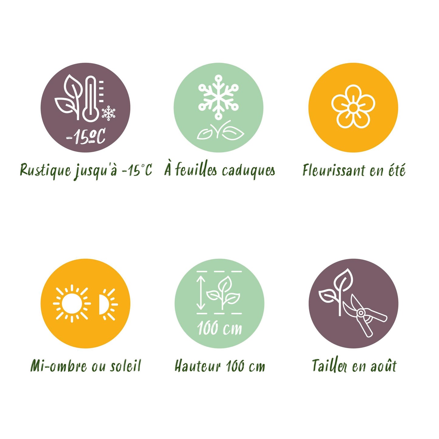 Green boutiQ - Balkonpflanze - Hortensie - Hydrangea Magical Jewel Pink - Rosa - 6-10 Blüten - 2 Pflanzen - Topf 23cm Höhe 55cm