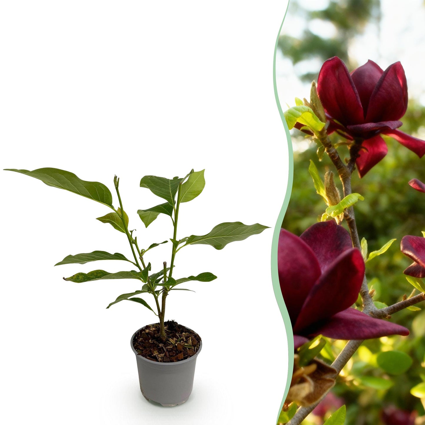 GreenboutiQ - Gartenpflanze - Magnolia Genie - Blüte Lila - 1 Pflanze - Laubabwerfend - Wenig Pflege - Topf 12cm Höhe 30cm