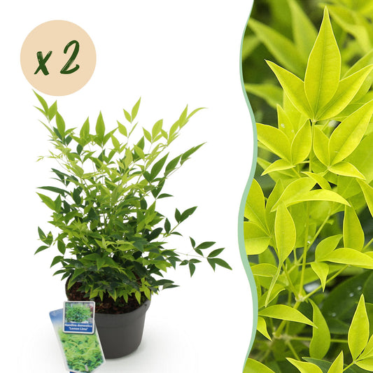 GreenboutiQ - Gartenpflanze - Nandina Lemon & Lime - Gelb - 2 Pflanzen - Immergrün - Wenig Pflege - Topf 17cm Höhe 45cm